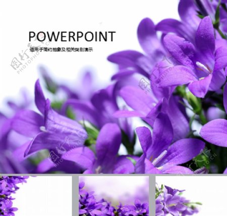紫色喇叭花浪漫花卉ppt背景图片