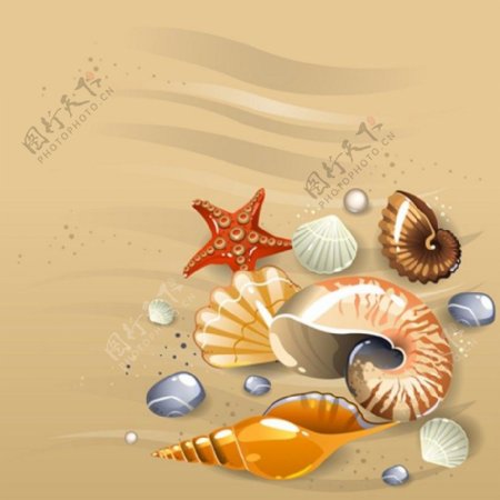 沙滩漂亮贝壳背景图