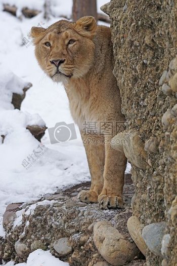 在雪地里凝望远方的老虎