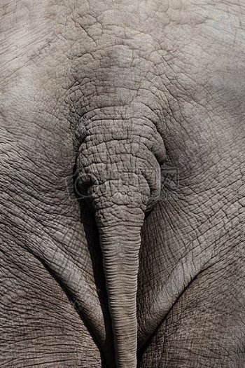大象的屁股特写