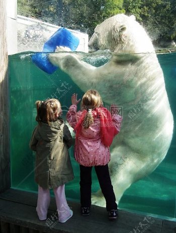 玩耍的北极熊