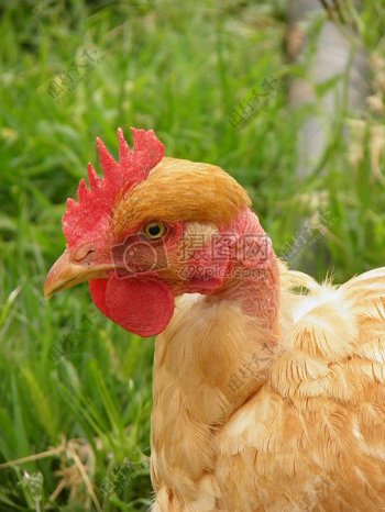 鸡赤裸裸的脖子鸡Turken家禽鸟农业品种母鸡