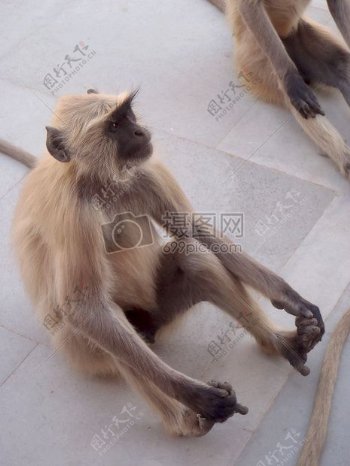 猴子印度动物野生动物灵长类动物哺乳动物猿坐