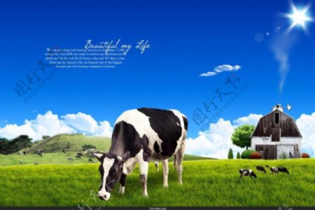 韩国高清素材奶牛吃草