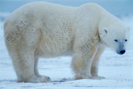 一只北极熊图片