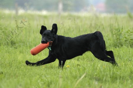 在草地上玩耍的黑狗图片