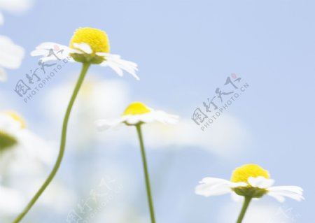 美丽小野菊图片