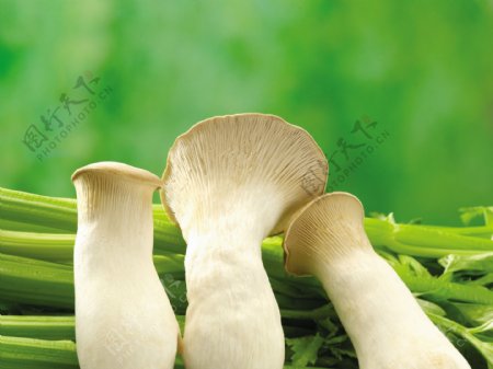蘑菇与芹菜图片