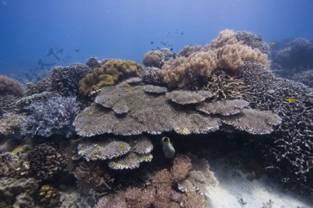 珊瑚礁特写图片