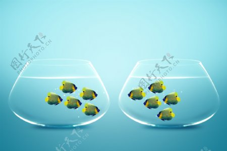 玻璃鱼缸里的一群鱼图片
