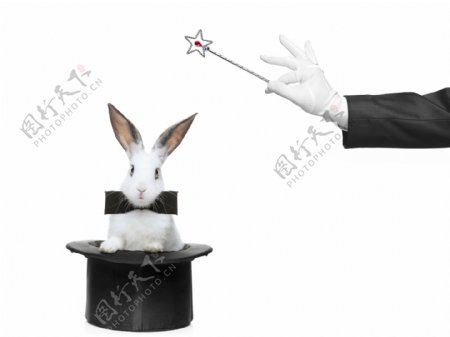 魔术师与兔子图片