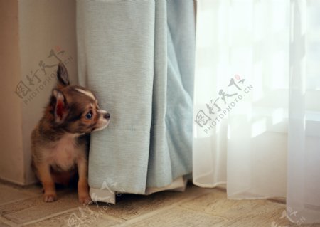 在窗帘边的小狗图片