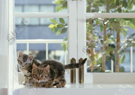 窗户上的两只猫图片