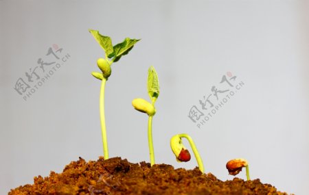 植物幼芽的生长过程图片