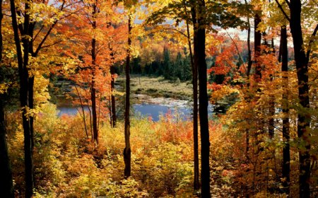 秋季美丽的树木和水面图片