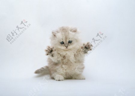 张牙舞爪的白色小猫图片