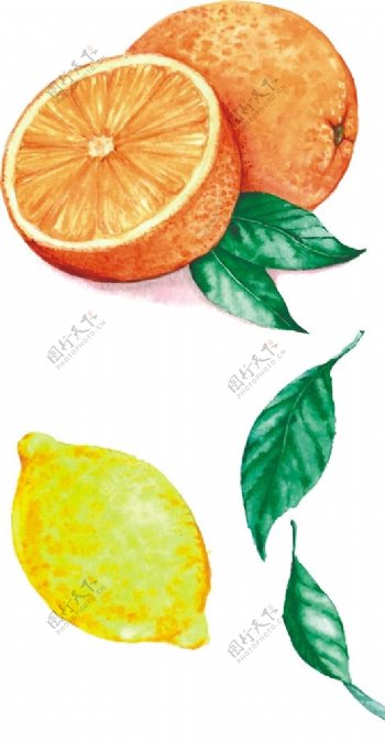 血橙柠檬