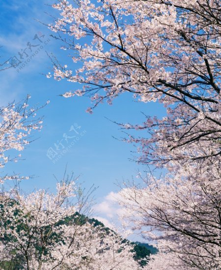 樱花风景摄影图片
