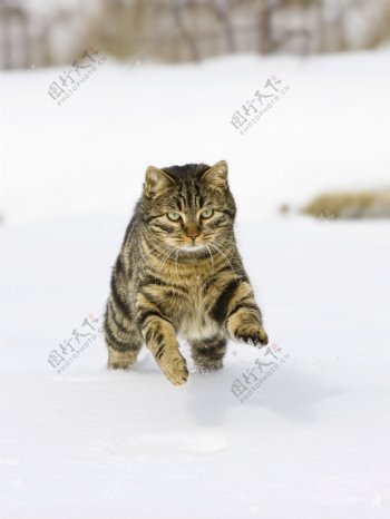 雪地上奔跑的小猫图片