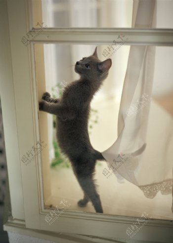 爬在窗户上的小猫图片