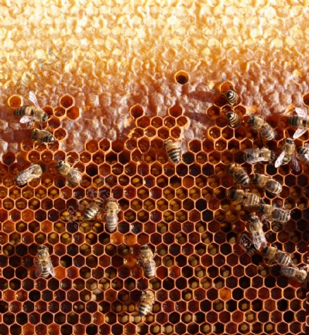 在建筑蜂窝的蜜蜂图片