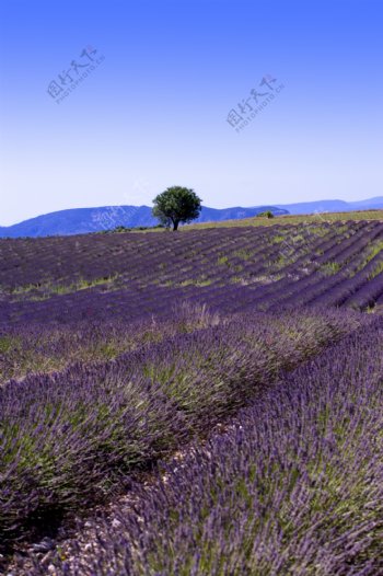 蓝紫色薰衣草的花海图片图片