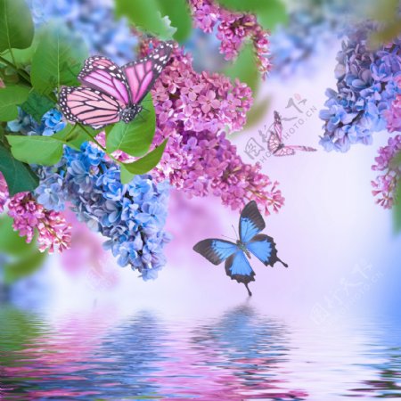 美丽的蝴蝶与花朵图片