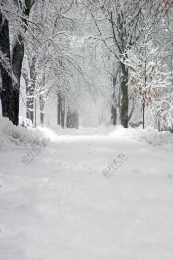 唯美树林雪景图片