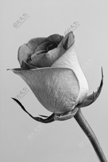 复古黑白色玫瑰花图片