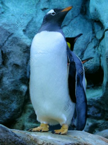 南极企鹅图片