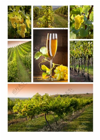 葡萄酒与葡萄庄园图片图片