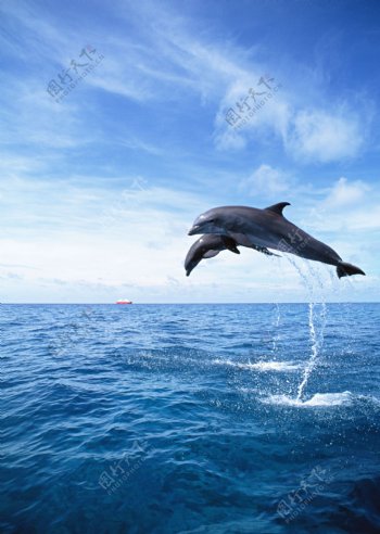 海面上的海豚