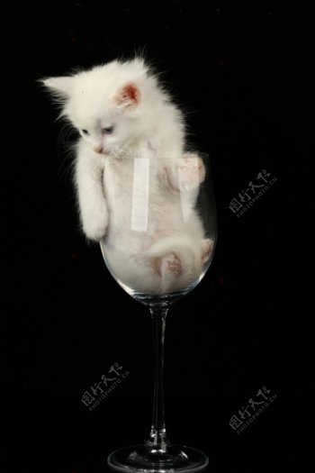 酒杯里的小白猫