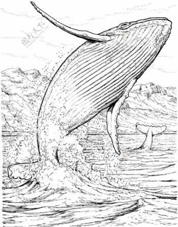 鲸的素描