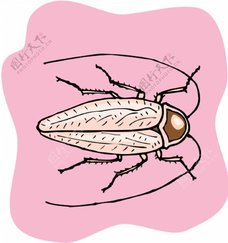 甲虫昆虫矢量素材EPS格式0292
