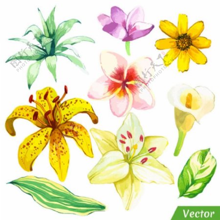 热带花朵绿叶图案图片