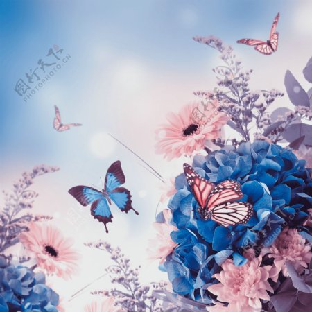 蓝色花朵与蝴蝶图片