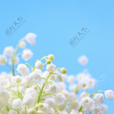 雪花莲花朵摄影图片