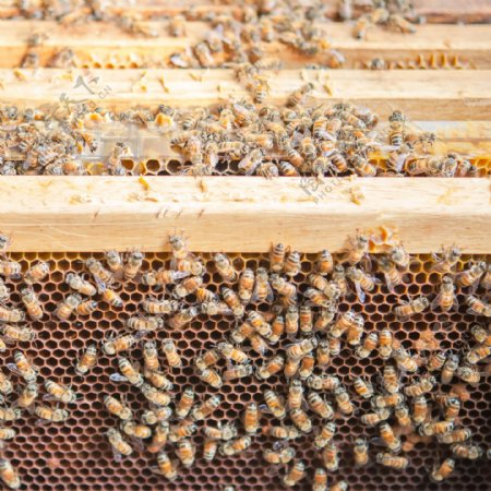 蜂巢上许多的蜂蜜图片