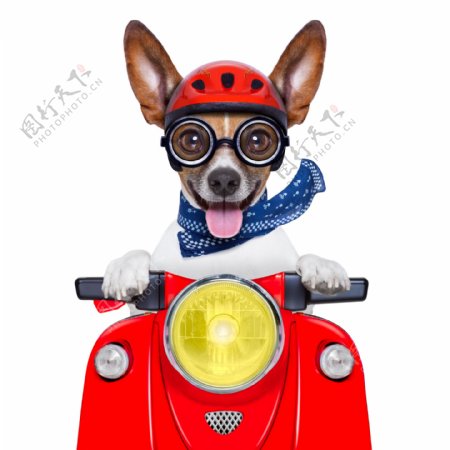 骑摩托车的狗狗图片