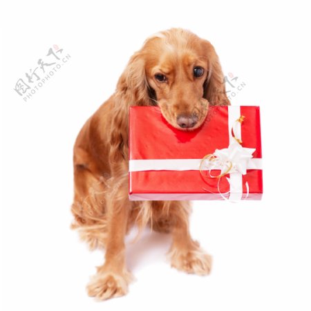 礼物盒与小狗