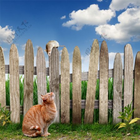猫和栅栏上的老鼠图片