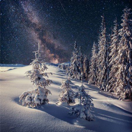 星空树林雪地图片