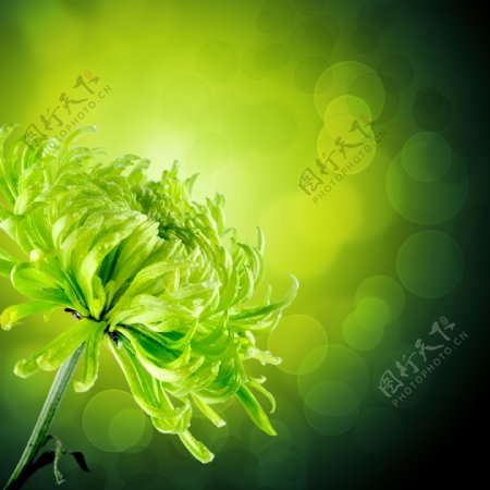 绿色花朵植物