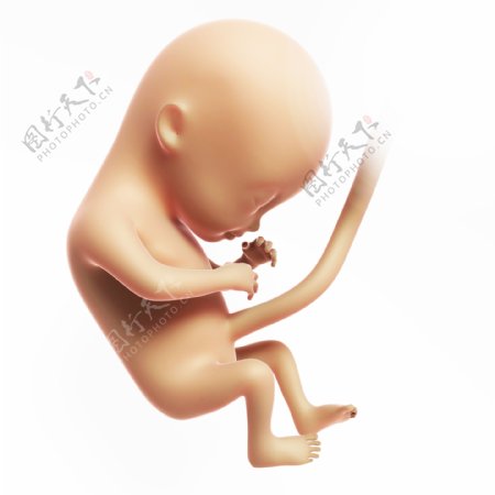 发育成形的胎儿图片