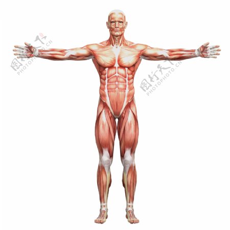 伸开双手的肌肉组织图片