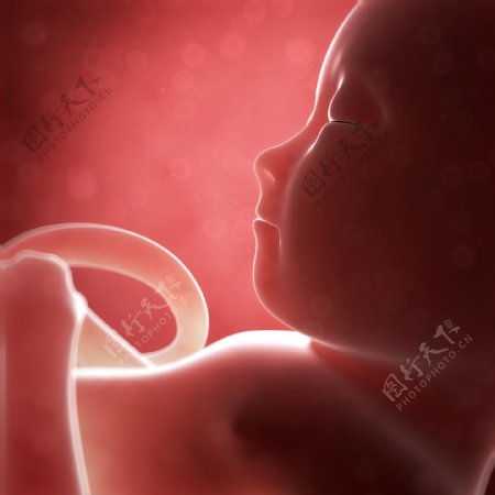 肚子里的胎儿图片