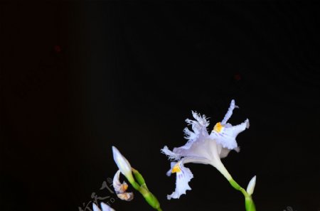 淡紫色鸢尾花