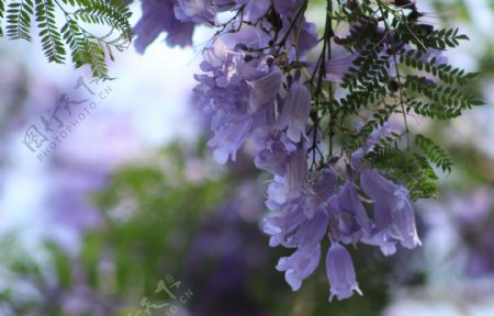 紫色浪漫的蓝花楹