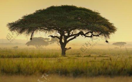 非洲自然景色